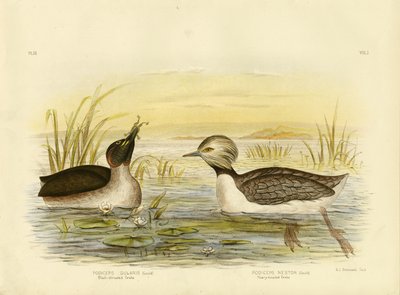Svasso dal collo nero, 1891 da Gracius Broinowski